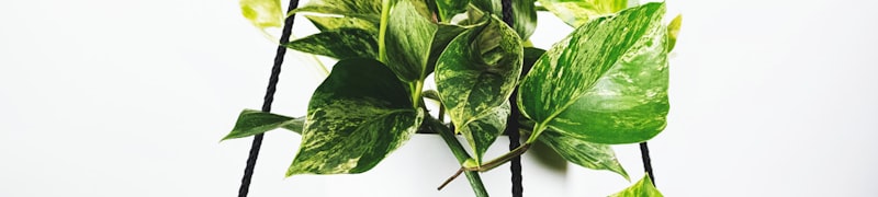 皇家马德里俱乐部展示欧冠奖杯的辉煌时刻